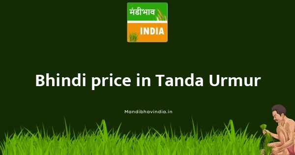 Bhindi price